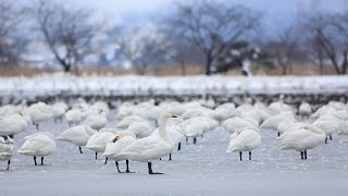 瓢湖と白鳥 凍った瓢湖で立ったまま過ごす白鳥 夕暮の山並み - YouTube