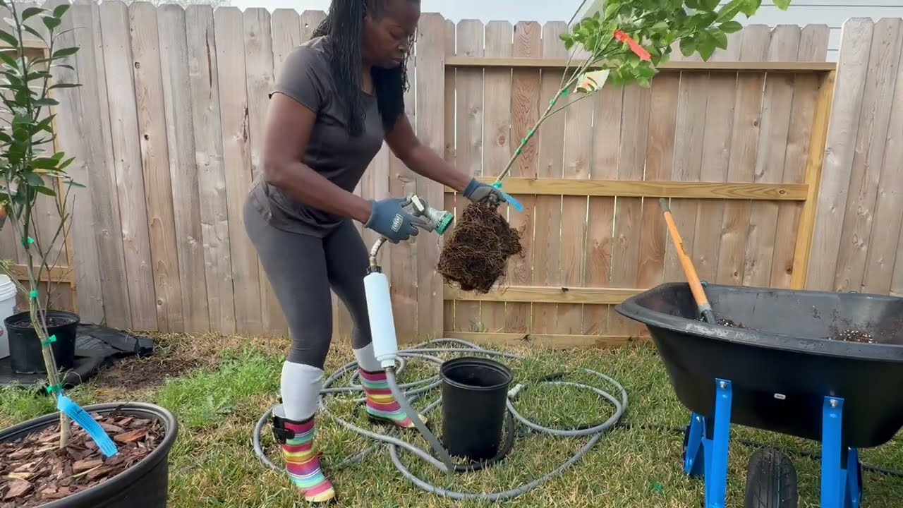 Preparing Home Depot Flower Pots to Plant Costco Citrus Trees