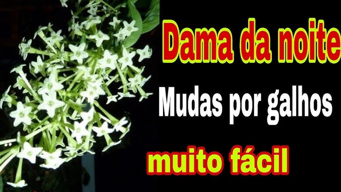 👉 DAMA DA NOITE - Como RECUPERAR e Fazer FLORESCER! 🌸 Mostrando