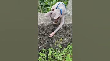 Кот Миллион Ловит Ящерицу 😱