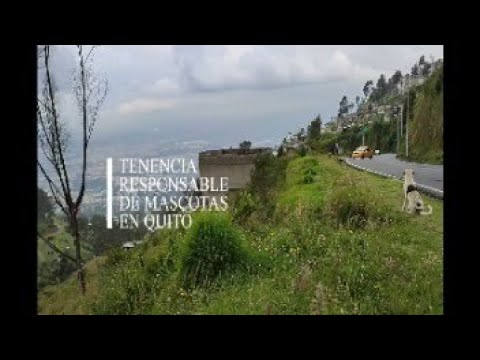 La responsabilidad de tener una mascota