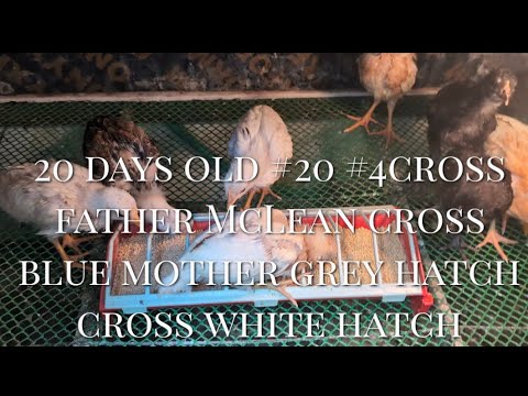 20 days old #20 #4cross father McLean cross blue mother grey hatch cross white hatch