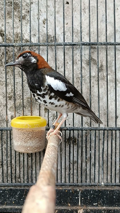 ANIS KEMBANG BETI BIRAHI panggil JANTAN.!!! #anis.