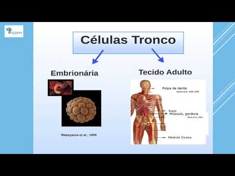 Vídeo: Distúrbios De Células-tronco Devido Ao Desenvolvimento Anormal E Maturação Em Cães