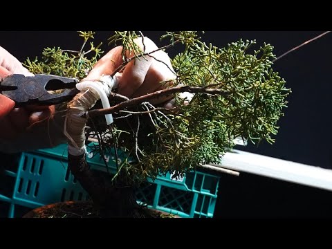 The big yew tree splits and breaks - YouTube