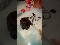 Celebrating friend's birthday 🎉🎉😍😍💕💕❤️💕💕 #celebration #birthdaycelebration #friends #viralvideo