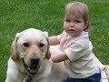 Labrador are awesome -  Labrador dog protecting Kids Compilation