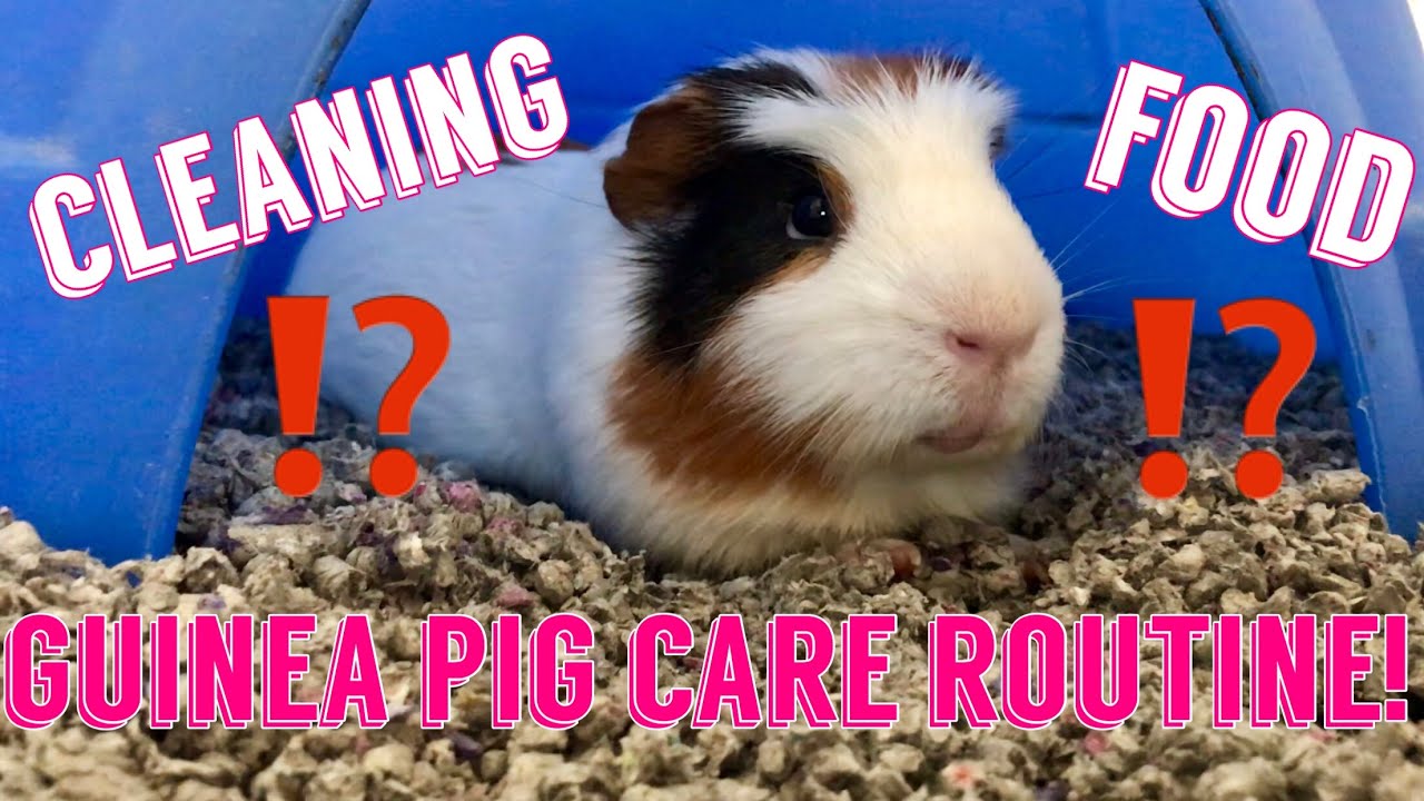 guinea pig cage cleaning routine