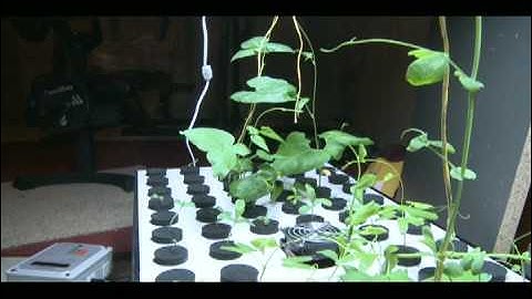 Fogponics with the Dominaero propagation system