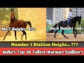 India's Top 10 Tallest Marwari Stallions !! भारत के 10 सबसे ऊंचे कद वाले मारवाड़ी घोड़े।