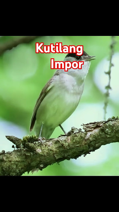 Burung kutilang#viralvideo#shorts#funny#love#subscribe#like