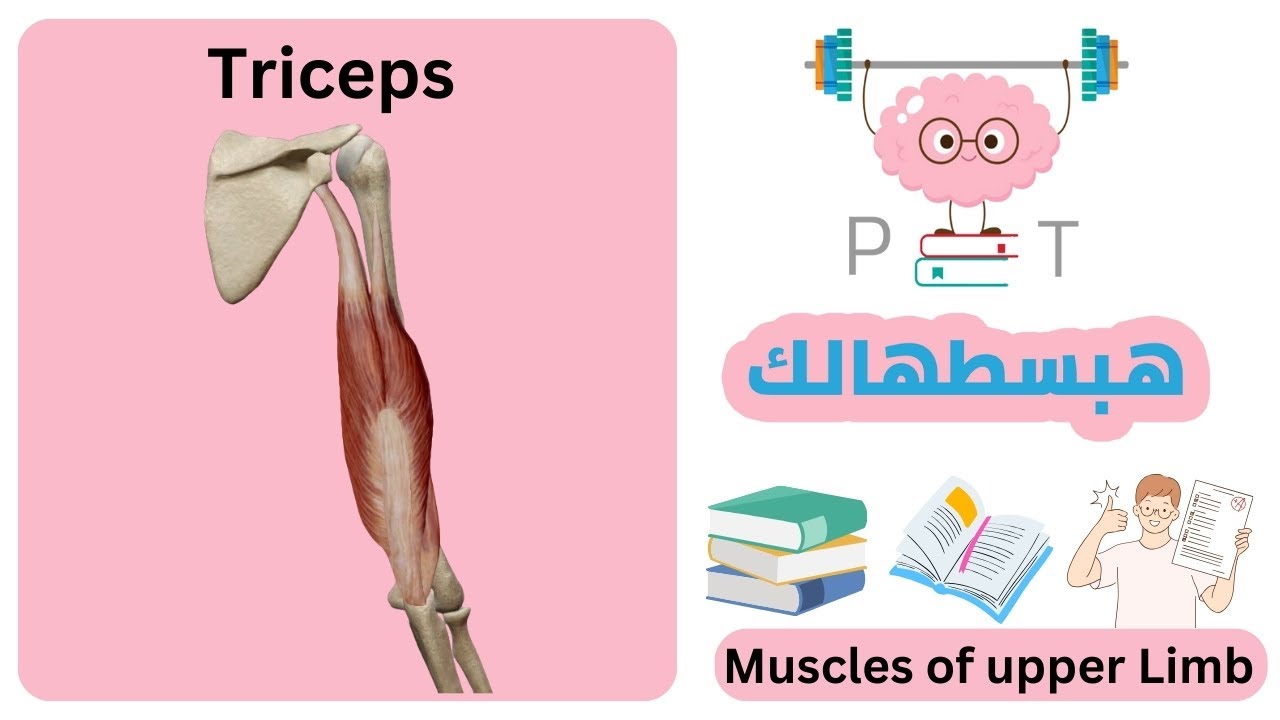 triceps muscle #upper_limb_هبسطهالك