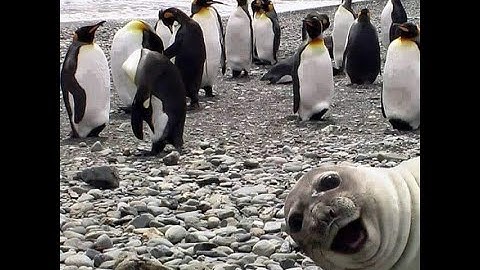 Unit 7.3.1 - Point Estimates for a Population Proportion