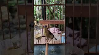 Remetuk Laut Gacor kicaumania