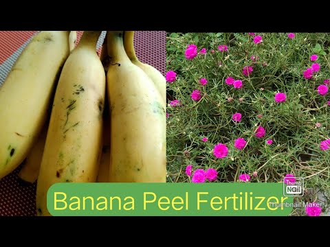 Video: Banana Peel Fertilizer: How To Make A Banana Peel Fertilizer? For Which Plants Can The Peel Be Used As Fertilizer?