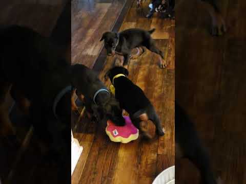 Her gün buradayım bebeklerimle :) Hadiyin abone olursaniz bizi daha çok görürsunuz dostlarim