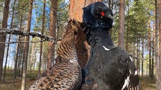 Vahşi Tayga ormanlarında horoz ve tavuk avı 2022  Black grouse hunting in taiga forest