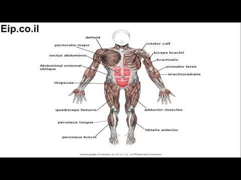 וִידֵאוֹ: קבוצות השרירים העיקריות של האדם: תיאור, מבנה