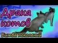 СЕЧА // Битва котов // Сиамский кот Бакс // Приколы про котов