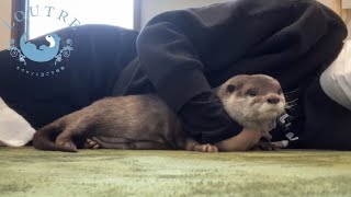 Otter Makes It Hard for Mom to Take a Nap!
