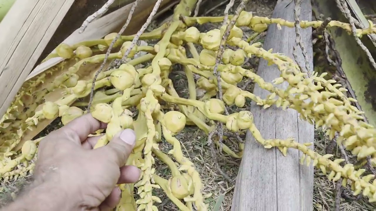 നഴ്സ്റികാരുടെ തള്ളുകേട്ട് വാങ്ങിയ 15 വർഷം പ്രായമായ ഗംഗ ബോണ്ടം മുറിച്ചിട്ടു gangabondam #farming 