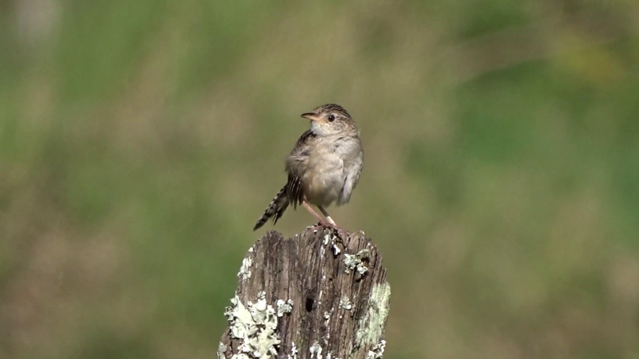 Cistothorus platensis - Sedge Wren