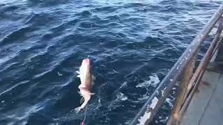 Рыбалка на треску Мурманск