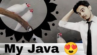 my Java birds are flying freely in setup | Part 568 | Urdu Hindi Punjabi