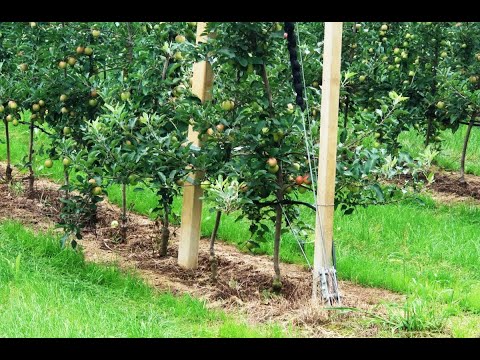 Uzgoj jabuke u špaliru,  tj. uz pomoć žice