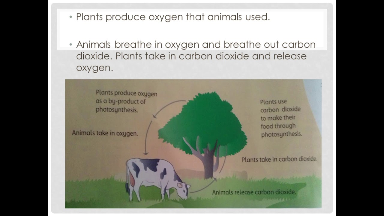 unit||2||The Animal World||oxygen - YouTube