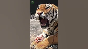 tiger real sound...