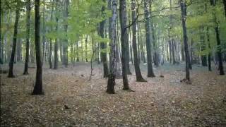 AMOR DE OUTRAS VIDAS