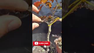 Copper beech, air-layering and primary branch placement #bonsai #bonsaitree #gardening #bonsailife