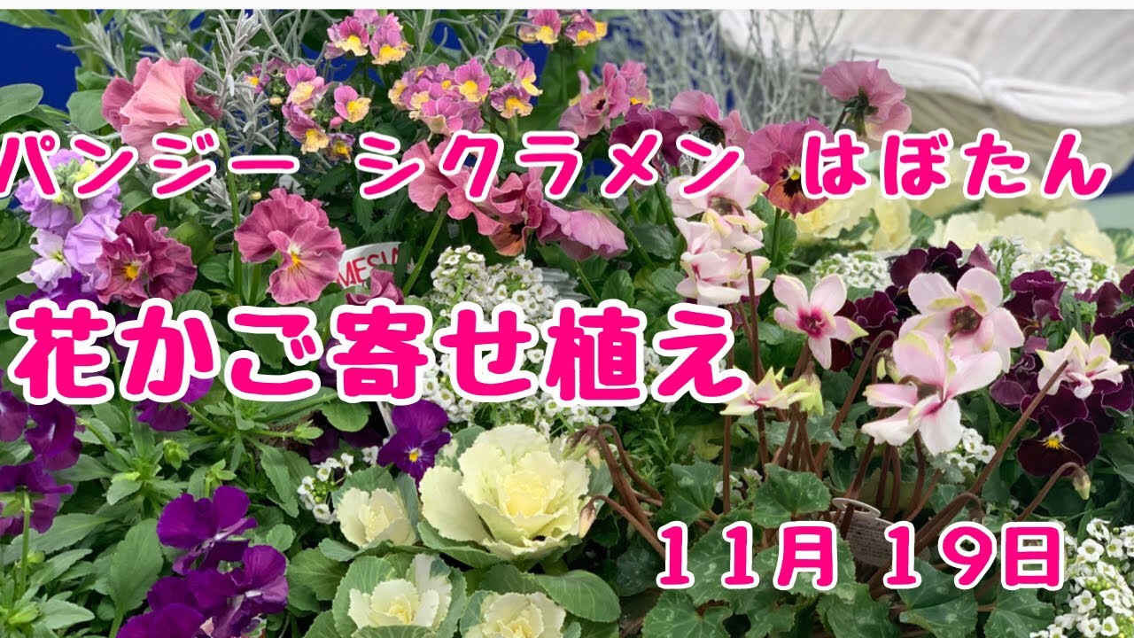 上から葉牡丹パンジーシクラメン花かご寄せ植え - YouTube