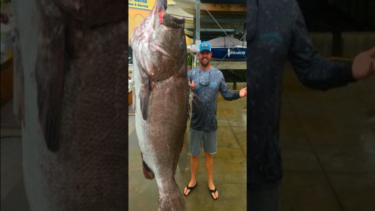 El Gigantesco Mero o Cherna.