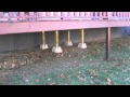 How to Reinforce a Deck for a Hot Tub Spa The Spa Guy How to Reinforce a Deck for a Hot Tub Spa The Spa Guy