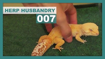 How to Safely Handle a Leopard Gecko