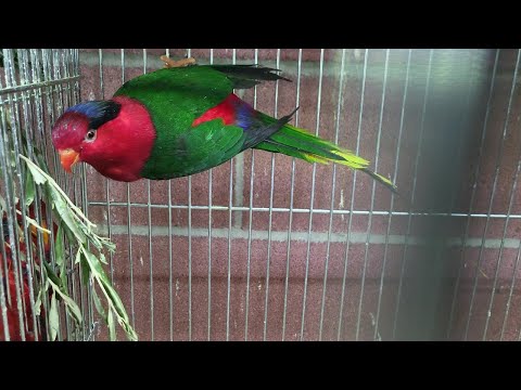 MODENA : LORI PAPOU - Charmosyna papou - West Papuan Lorikeet