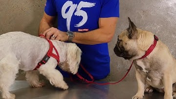 Ezydog Vario 6 Multi Function Lite Dog Leash