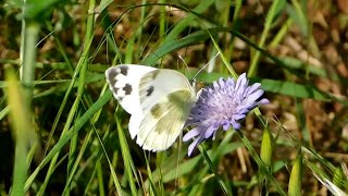 pieris krueperi - butterflies of Greece