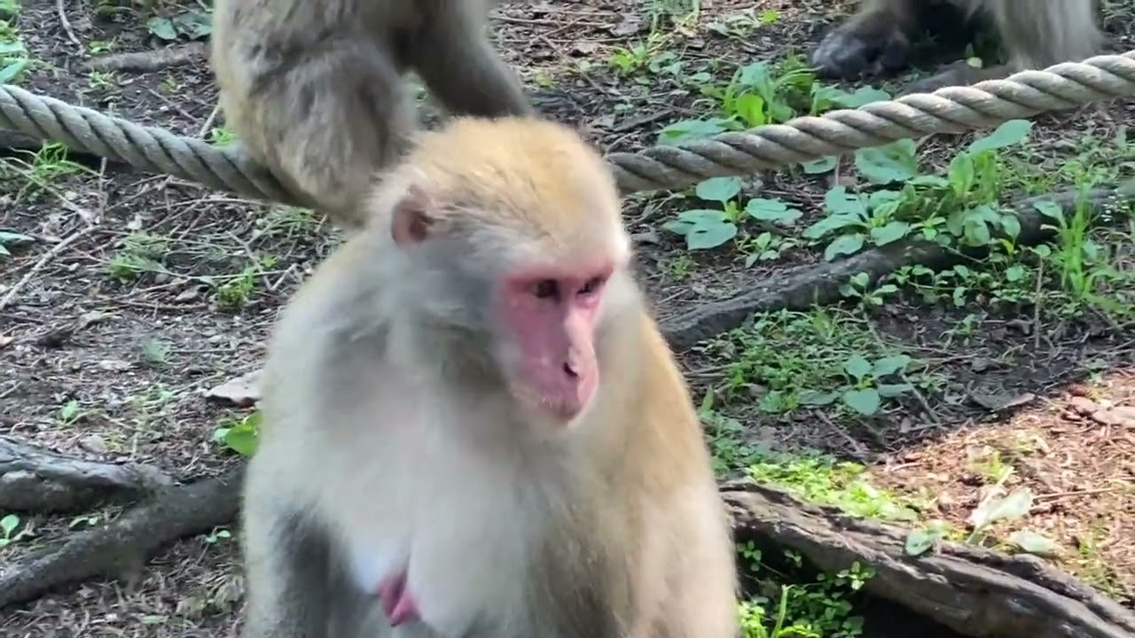 Il Monte delle Scimmie in Carinzia