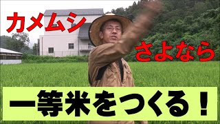 【米作り2020】登熟期のカメムシ退治！１等米を作って収入アップ