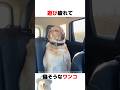 眠気と戦うワンコ