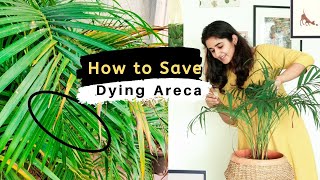 How to Save a Dying Areca Palm screenshot 4