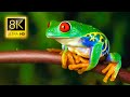 Amazing frogs in 8k tvr 60fps ultra