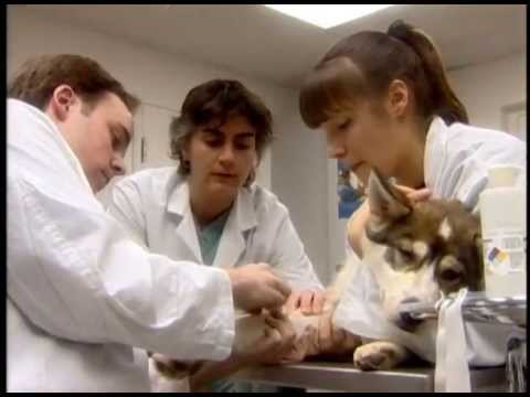Technicien des services vétérinaires —