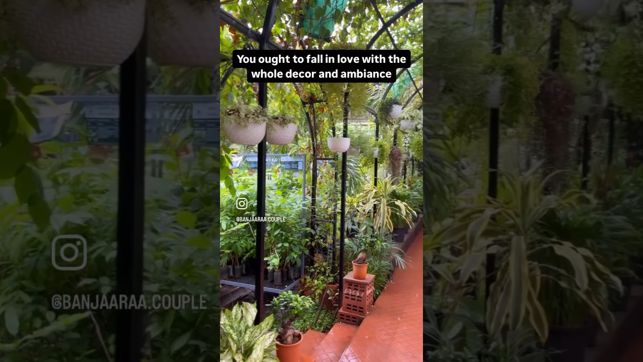 Video thumbnail: #nursery #gogreen #plantslover #naturelovers #morningglow #happyfeet #happiness #life #meaningoflife
