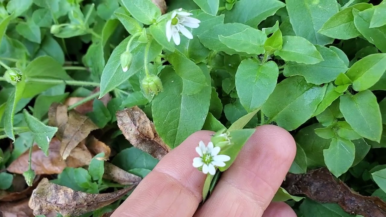 6 Late Autumn Wild Edibles