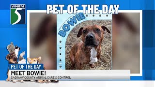 TV5 Pet of the Day: Meet Bowie!