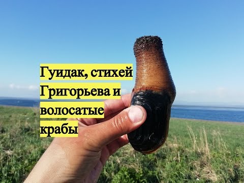 Гуидак, стихей Григорьева и волосатые крабы / Digging for Geoduck